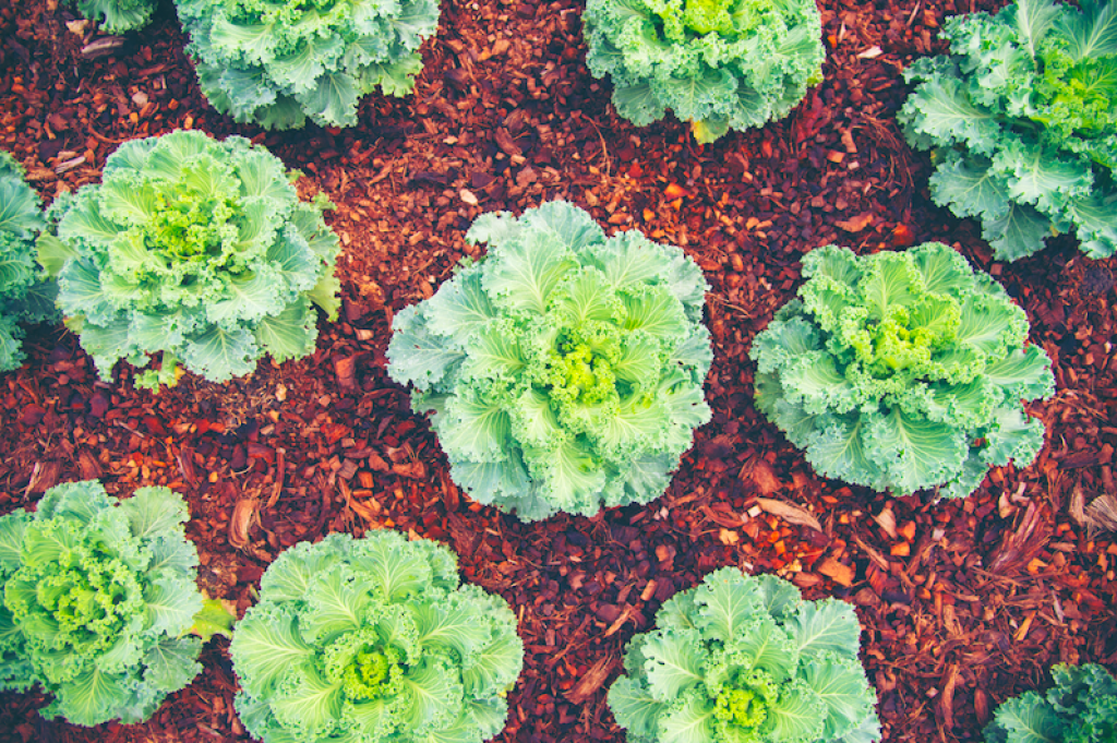 Débuter son potager en permaculture