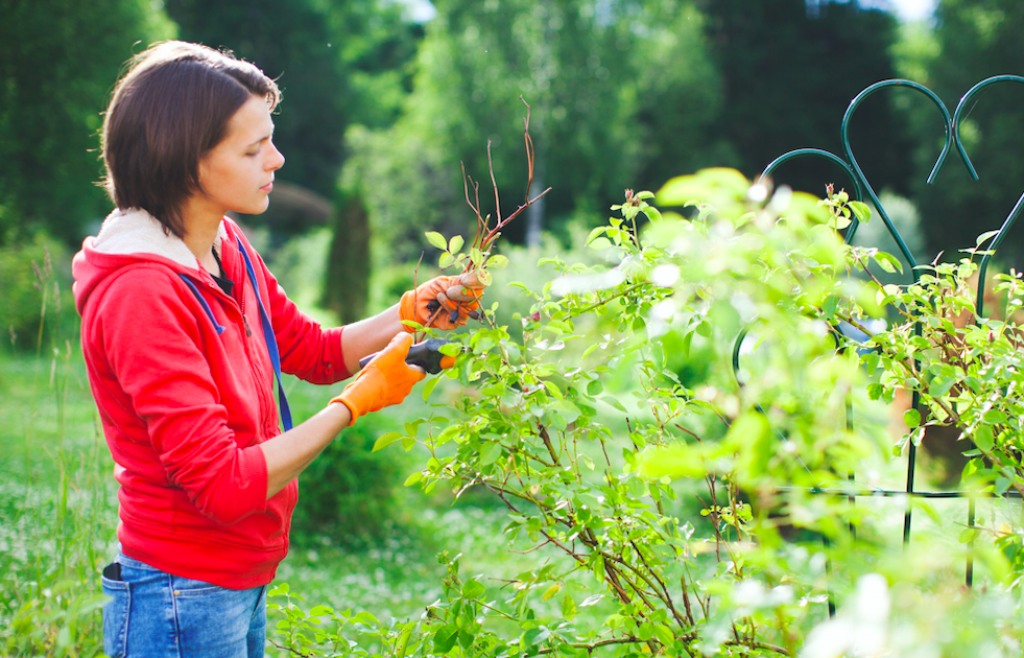 Comment et quand tailler les plantes de son jardin ?