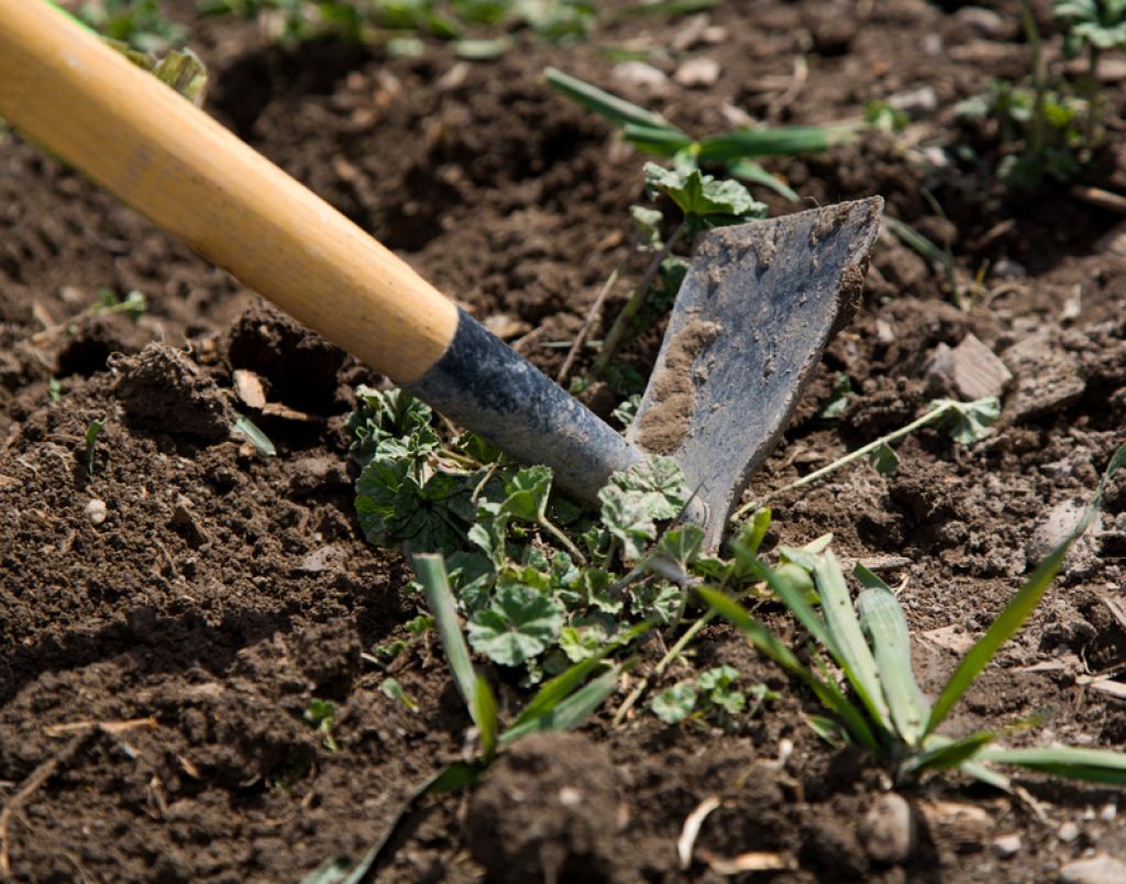 Comment évaluer la santé de mon sol pour un potager sain
