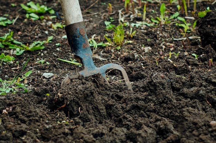 une fourche beche plantée dans le sol