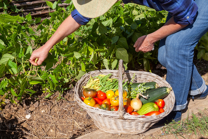 jardinier qui ramasse des légumes dans un panier : tomates, courgettes, haricots vert
