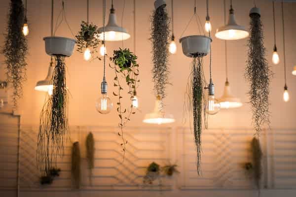 plusieurs lampes installées au plafond avec des plantes